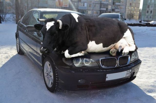 Morning Picdump