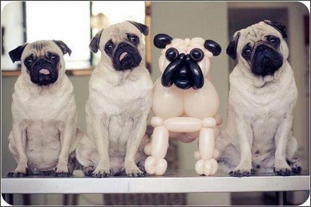 Daily Picdump