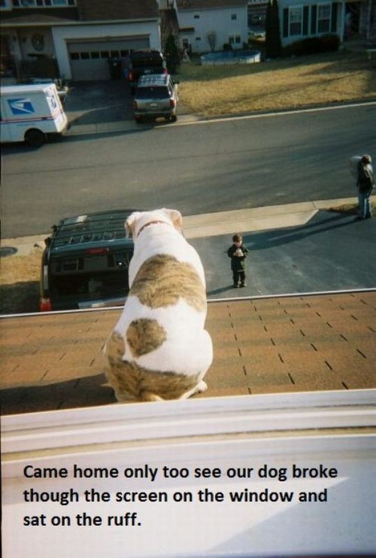 Daily Picdump