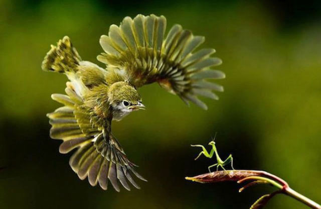 Amazing Photos of Animals Caught in the Act