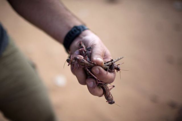 Beware the Locust Invasion