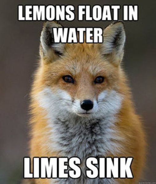 Get Your Fact Fix with This Great Fox Meme