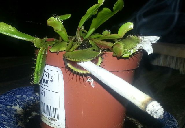 Content Image