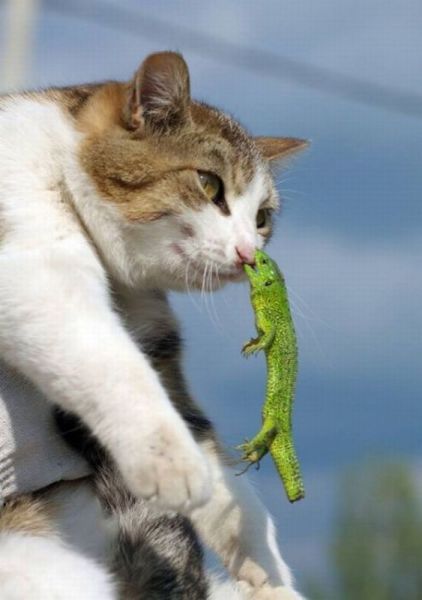 Content Image