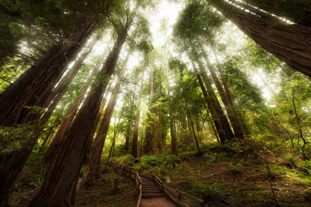 The Amazing Natural Wonders of California, USA