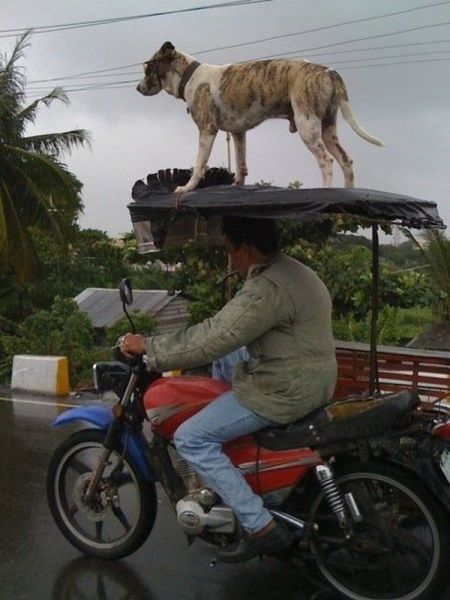 Morning Picdump