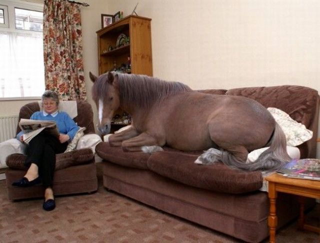 Content Image