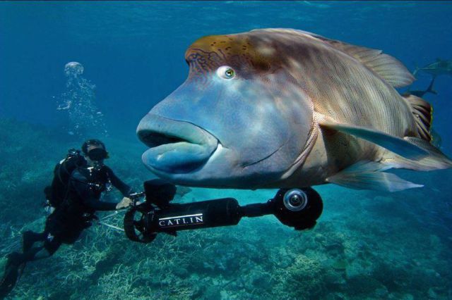 Content Image