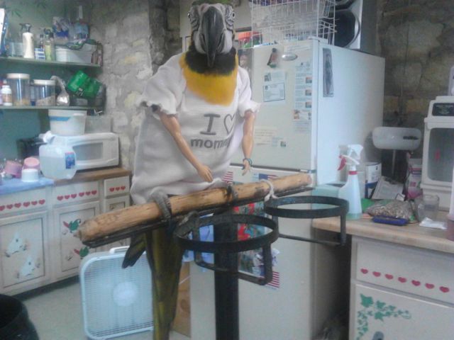 Content Image