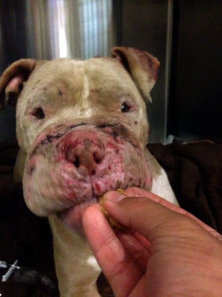 Sweet Story of a Rescued Pit Bull