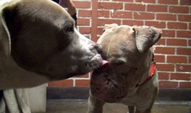 Sweet Story of a Rescued Pit Bull