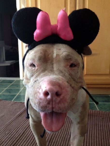 Sweet Story of a Rescued Pit Bull