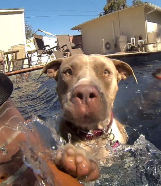 Sweet Story of a Rescued Pit Bull