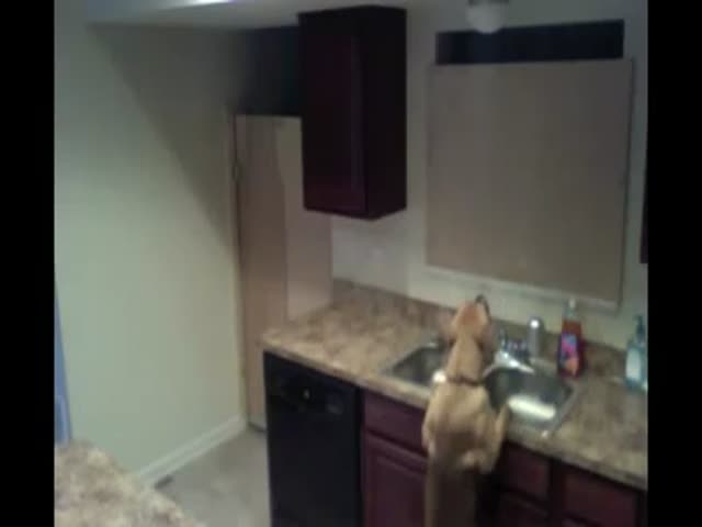 So, This Solves the Mystery behind the Dog Escaping from the Kitchen... 