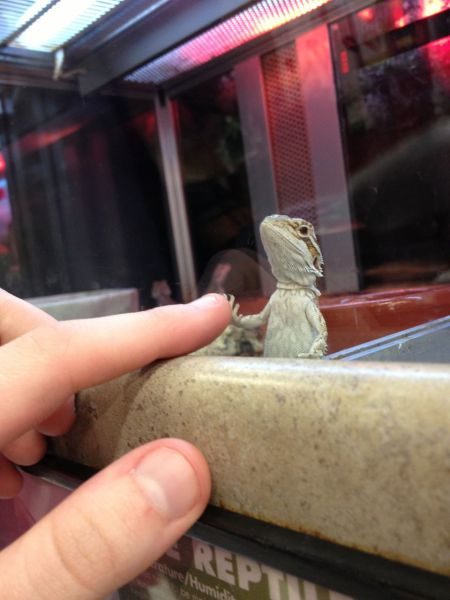 Content Image