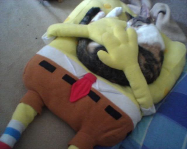 Content Image