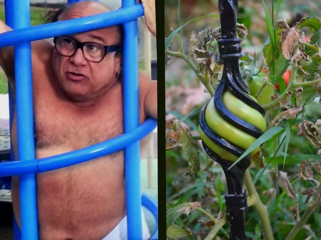 Content Image
