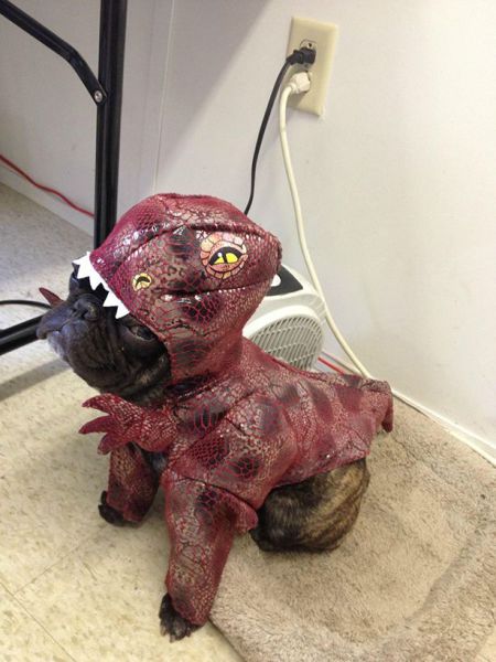 Morning Picdump