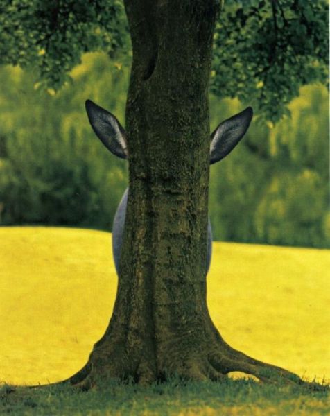 Daily Picdump