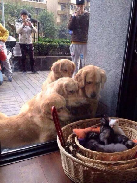 Content Image