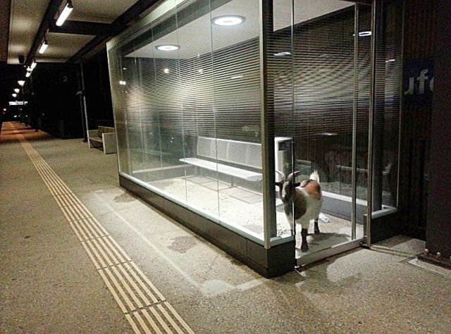 Morning Picdump