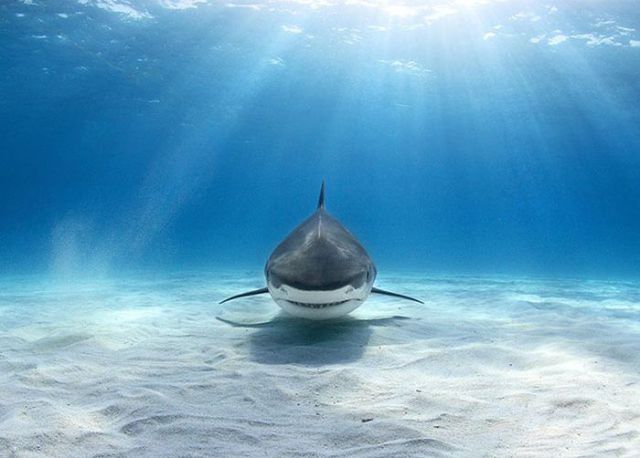 Magnificent Nature Photography