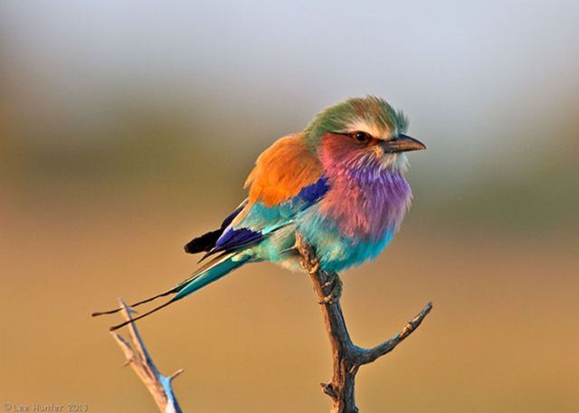 Magnificent Nature Photography