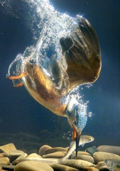 Magnificent Nature Photography