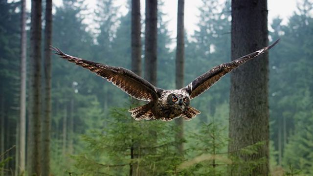 Magnificent Nature Photography