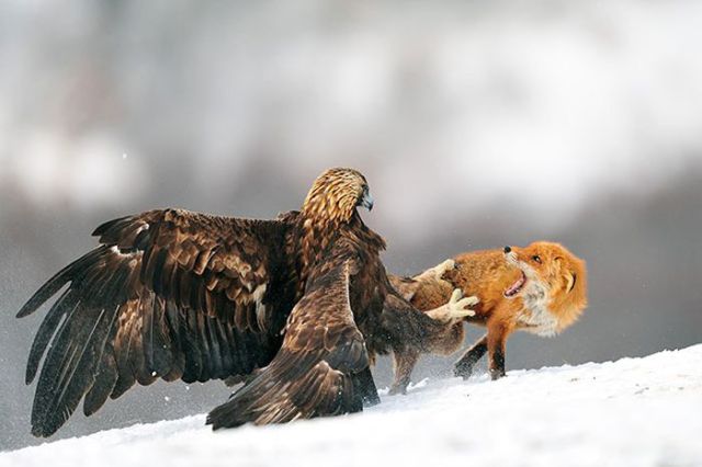 Magnificent Nature Photography