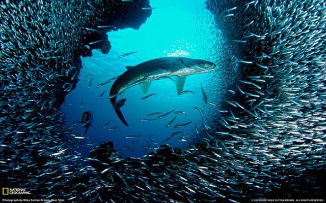 Magnificent Nature Photography