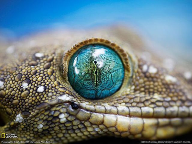 Magnificent Nature Photography