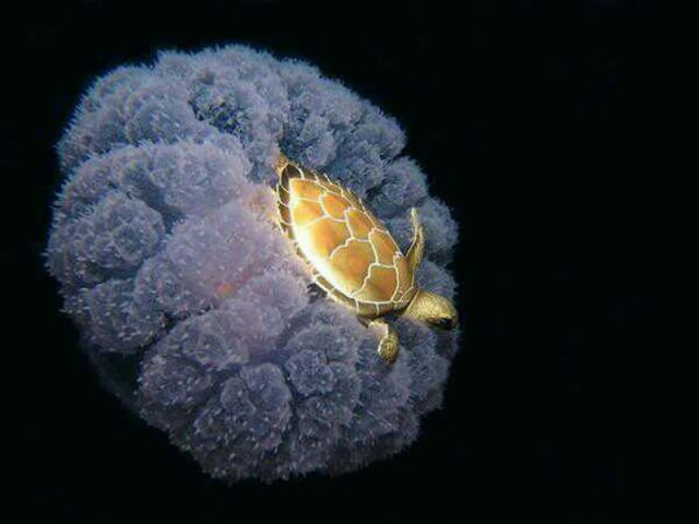 Bizarre and Beautiful Pics That Are Pretty Interesting