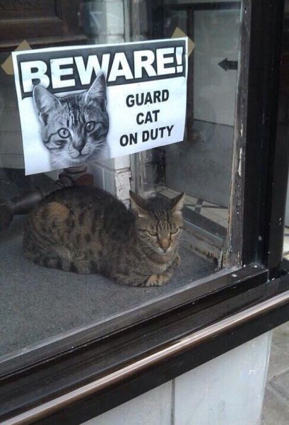 Content Image