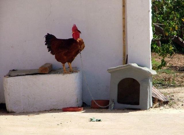 Content Image