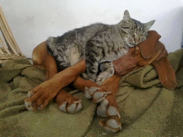 Content Image