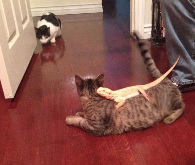 Content Image