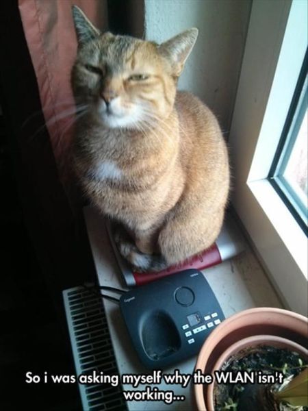 Content Image