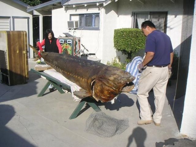 Content Image