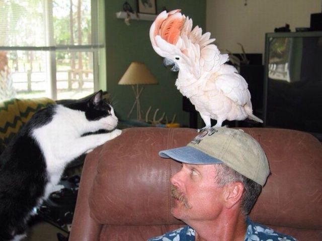 Content Image