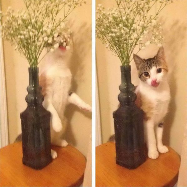 Content Image