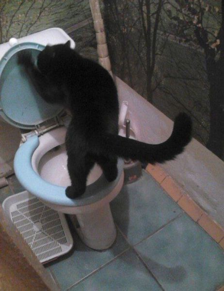 Content Image