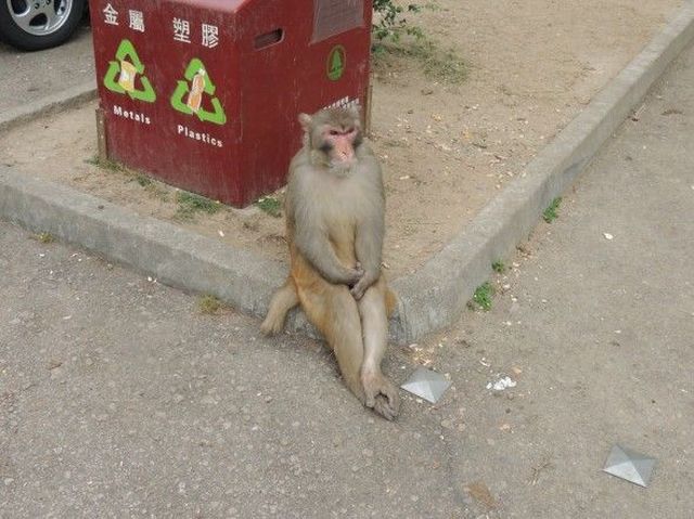 Content Image