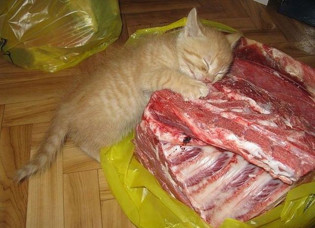 Morning Picdump