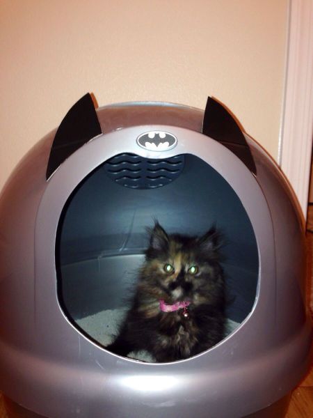 Content Image