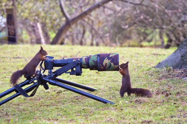 Content Image