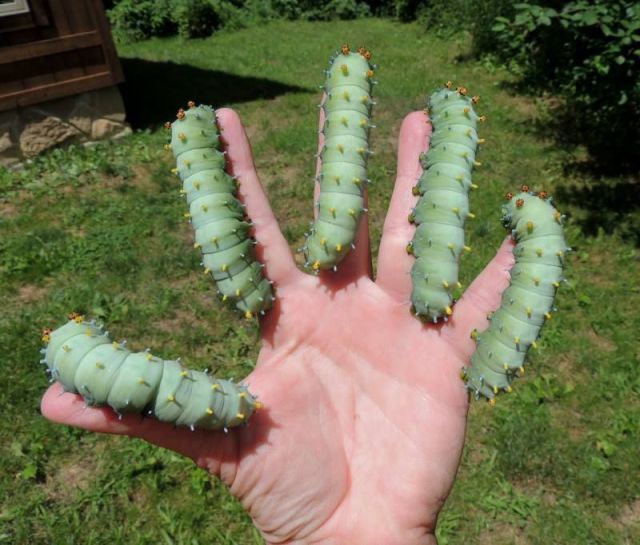 Morning Picdump