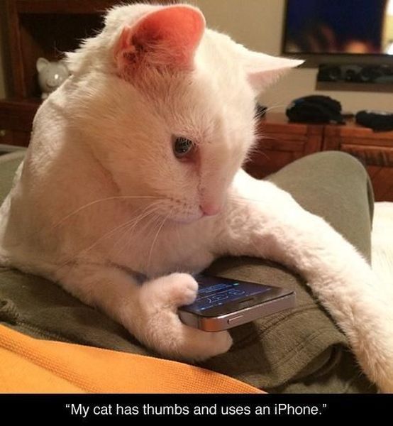 Morning Picdump