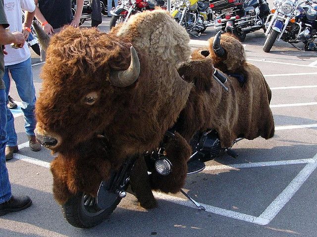 Content Image