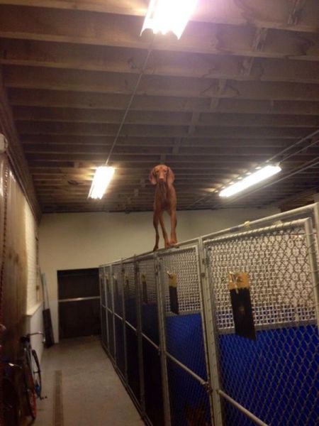Content Image